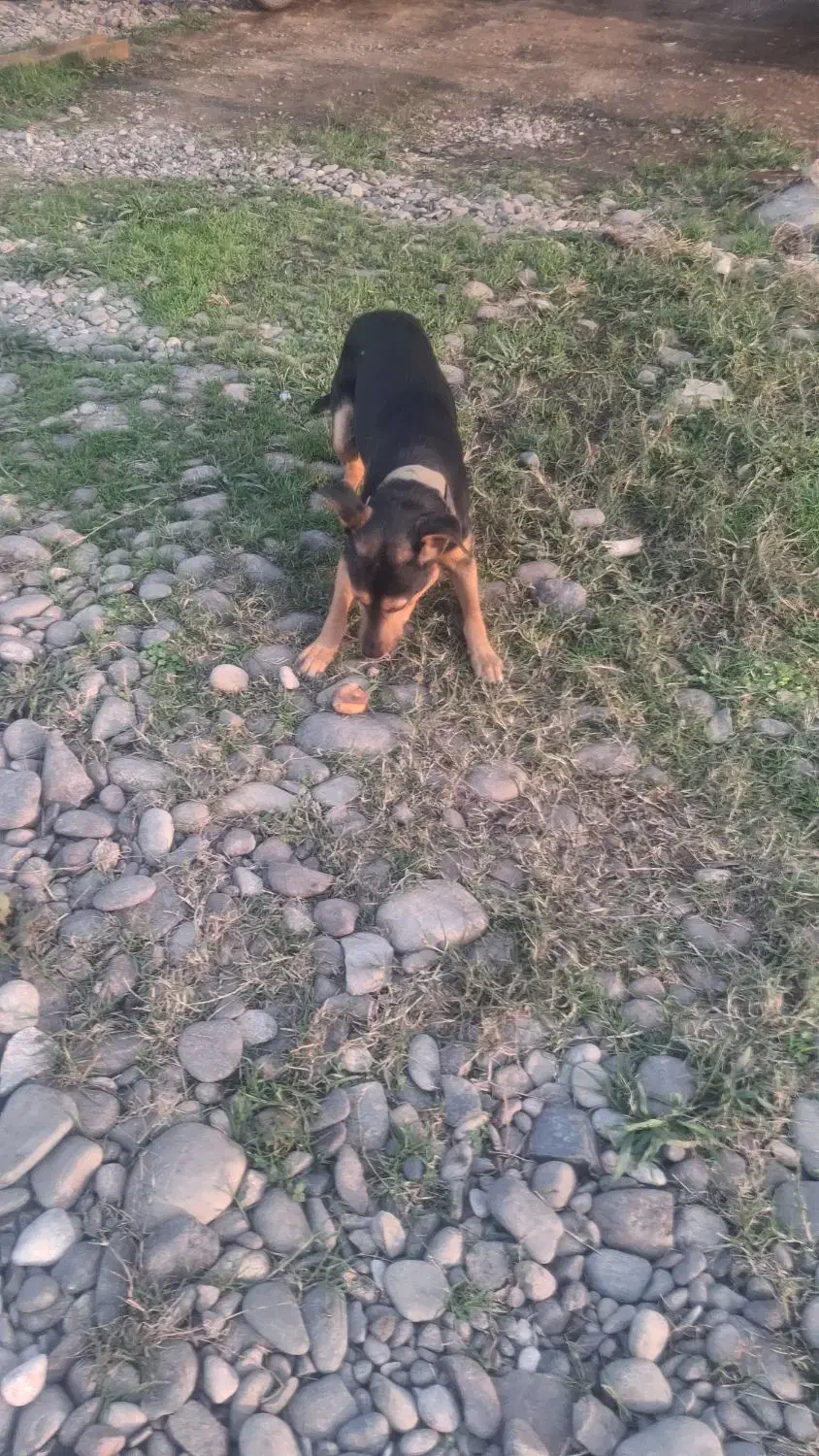 دوبرمن ایرانی|سگ|رشت, شهرک شهید مفتح|دیوار