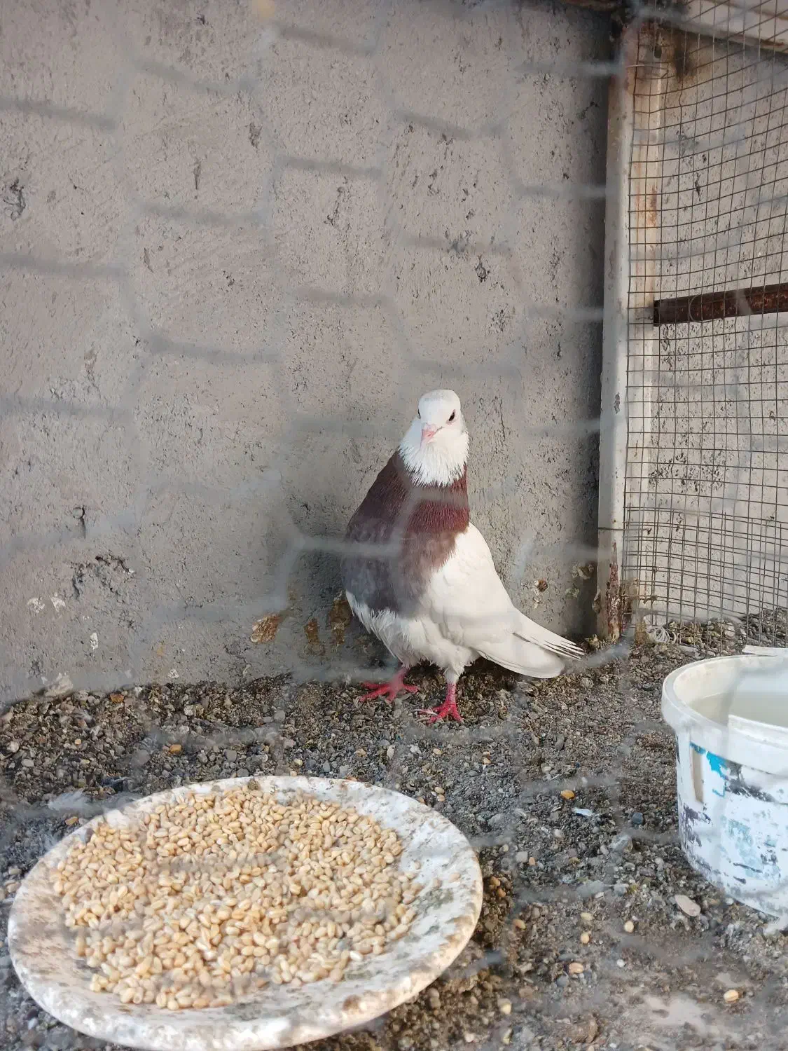 کفتر طوق سرخ|پرنده|میناب, |دیوار