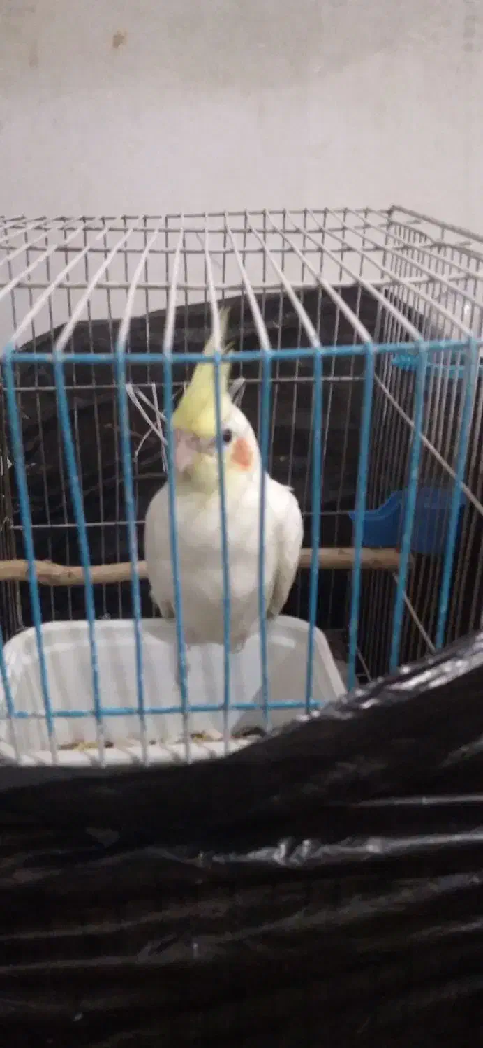 عروس هلندی|پرنده|تالش, هشتپر|دیوار