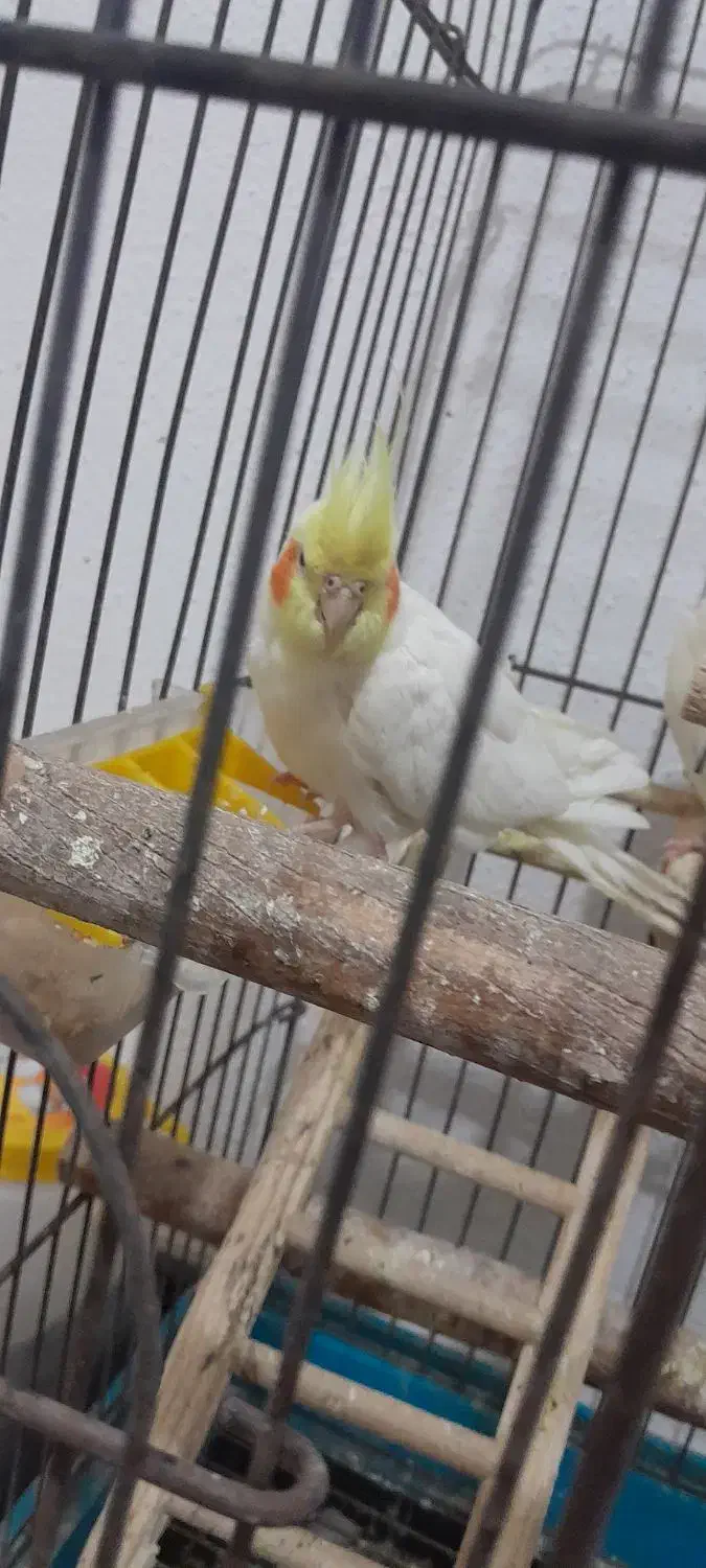 پرنده|پرنده|کیش, |دیوار