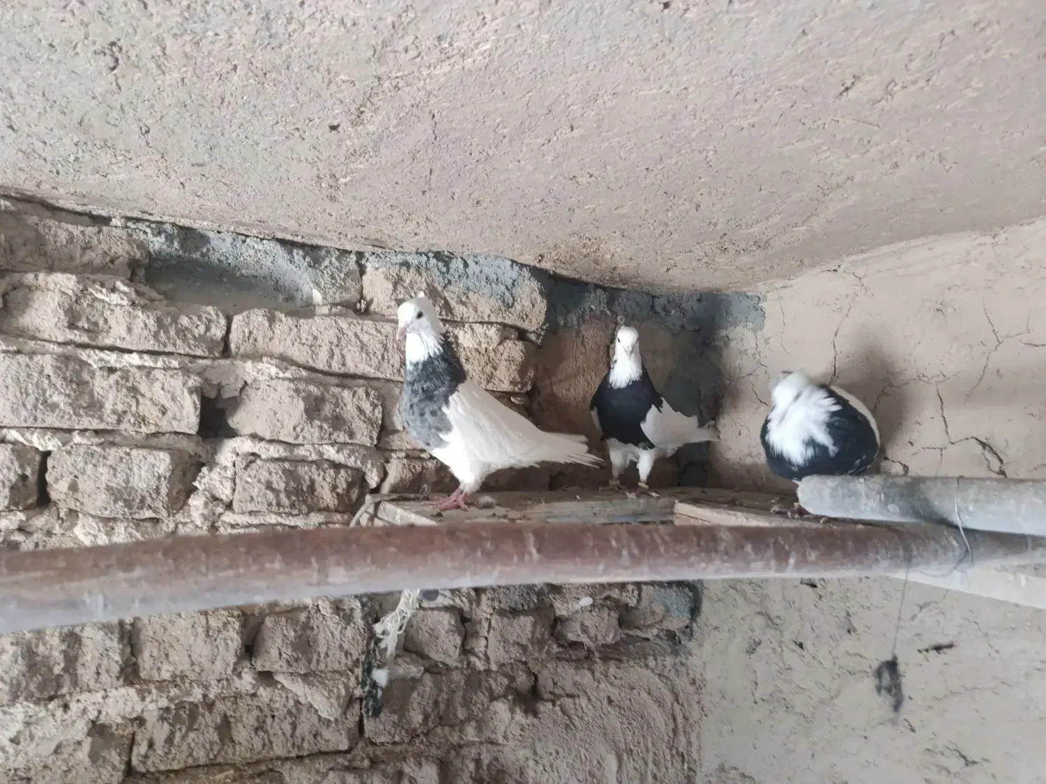 سه عددکفترطوقی دوتانریه ماده|پرنده|لاران, |دیوار