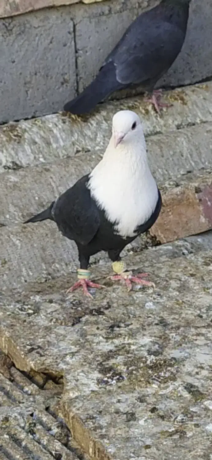 یک جفت جوجه کربلایی|پرنده|زهک, |دیوار