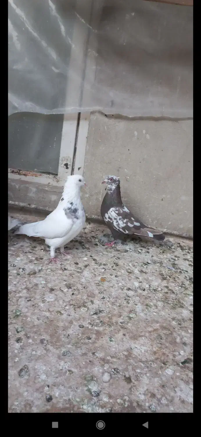 سه تا مغلف هیچ پری دانخور سه تا پرنده برا بوم|پرنده|قزوین, |دیوار