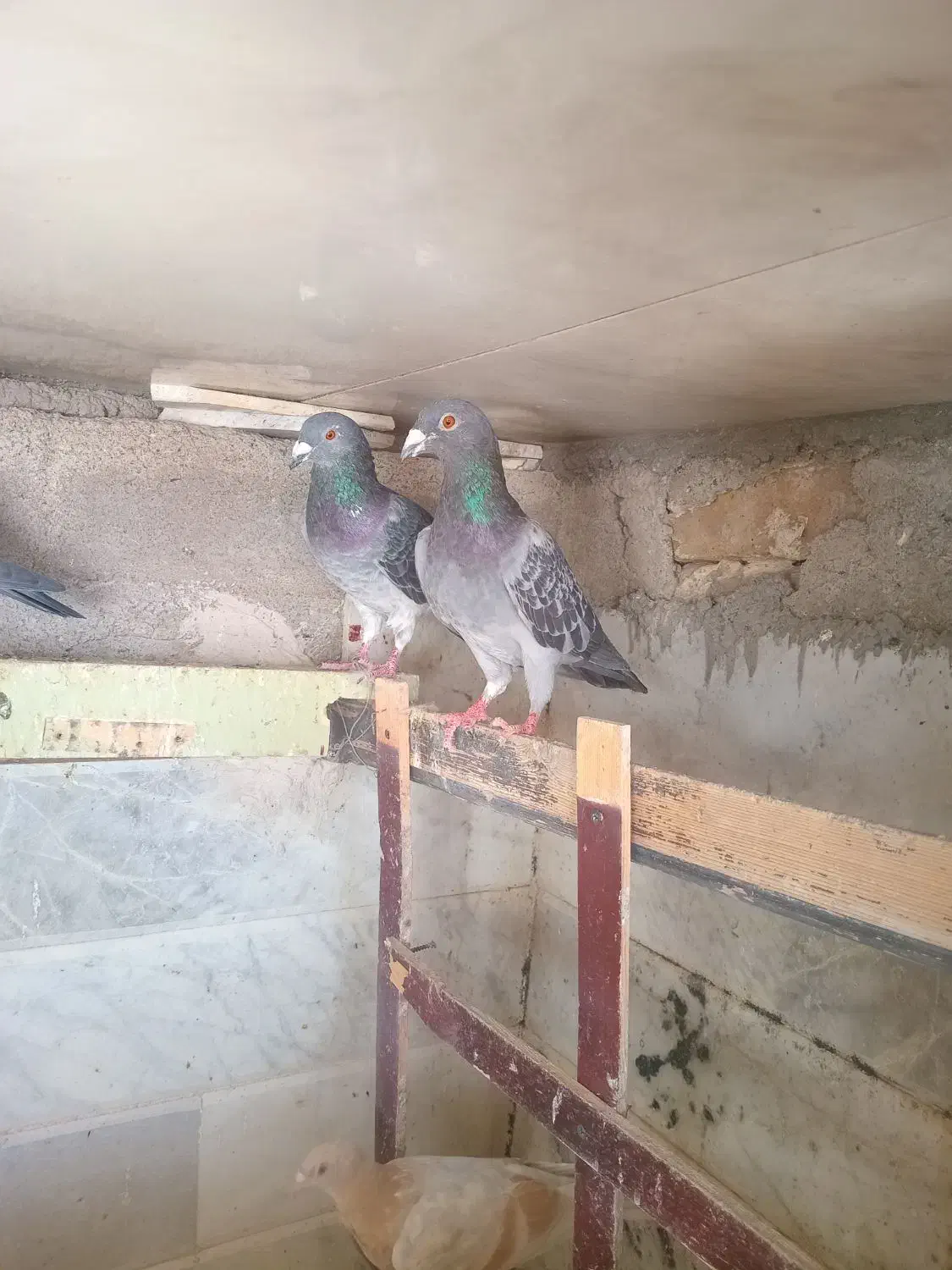 کبوتر|پرنده|تربت‌حیدریه, بازار|دیوار