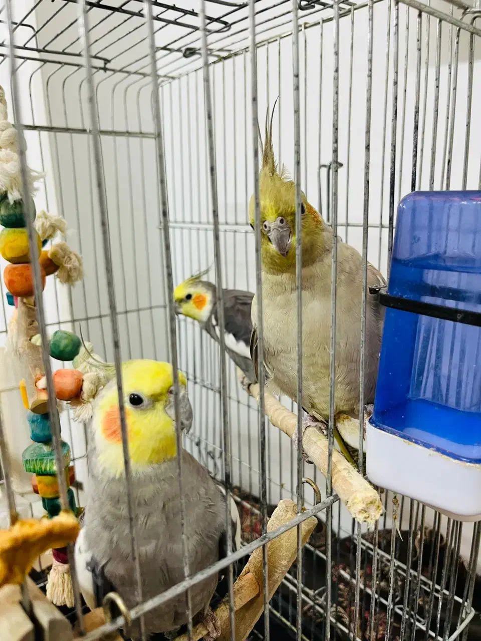 عروس هلندی نر و ماده|پرنده|ری, ظهیرآباد|دیوار