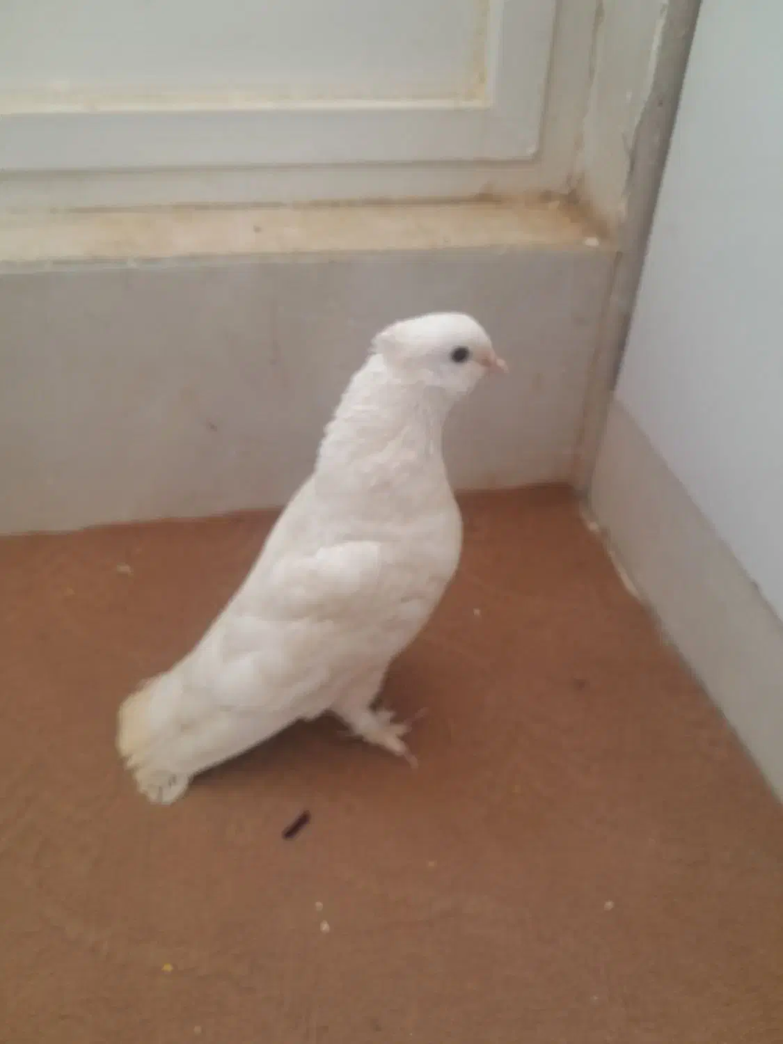 کفتر|پرنده|قم, ولیعصر|دیوار