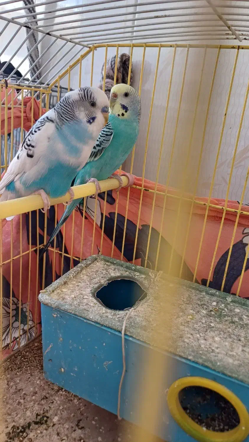 مرغ عشق|پرنده|بهبهان, |دیوار