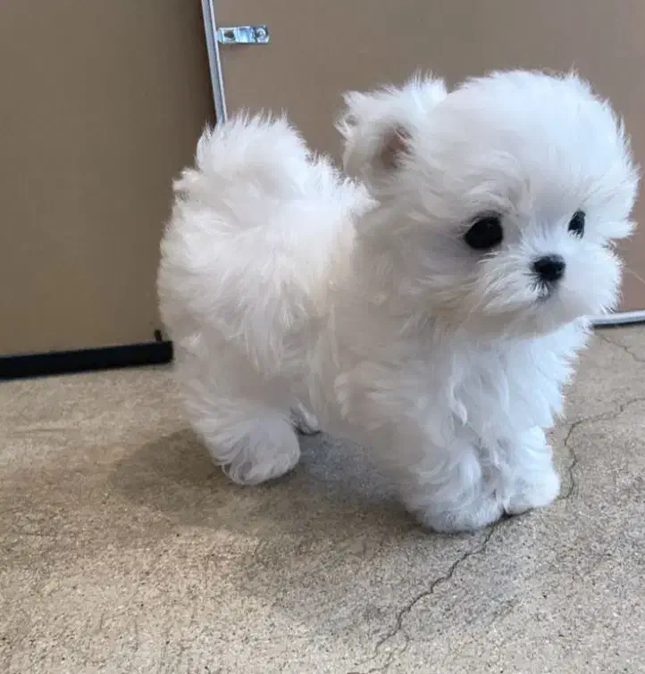 سگ عروسکی|سگ|قزوین, |دیوار