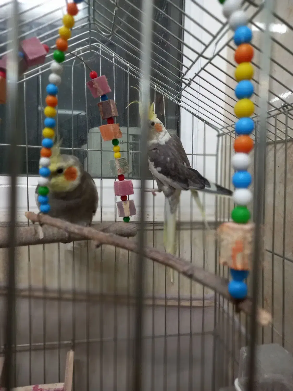 یک جفت طوطی عروس|پرنده|بابل, |دیوار