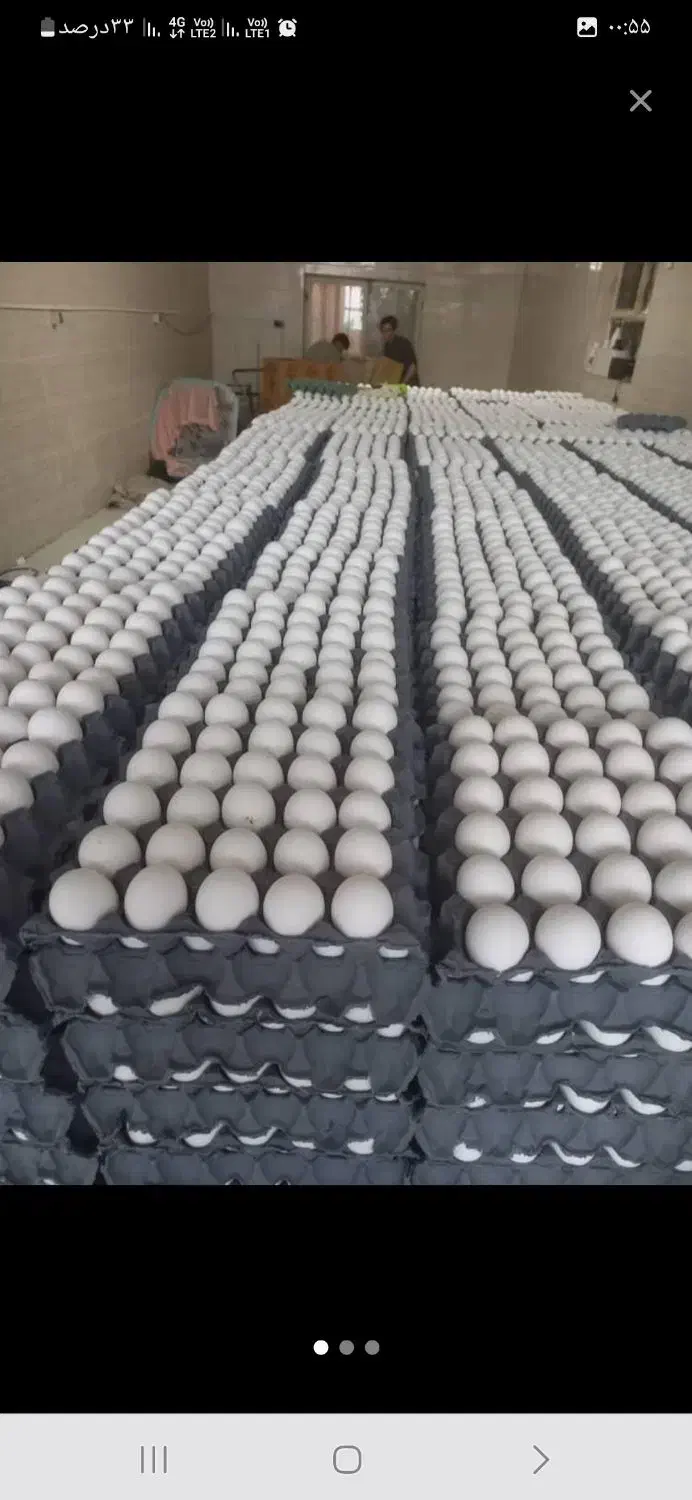 پخش عمده وخرده تخم مرغ  زرین پر تمام نقاط تهران|خوردنی و آشامیدنی|تهران, نازی‌آباد|دیوار