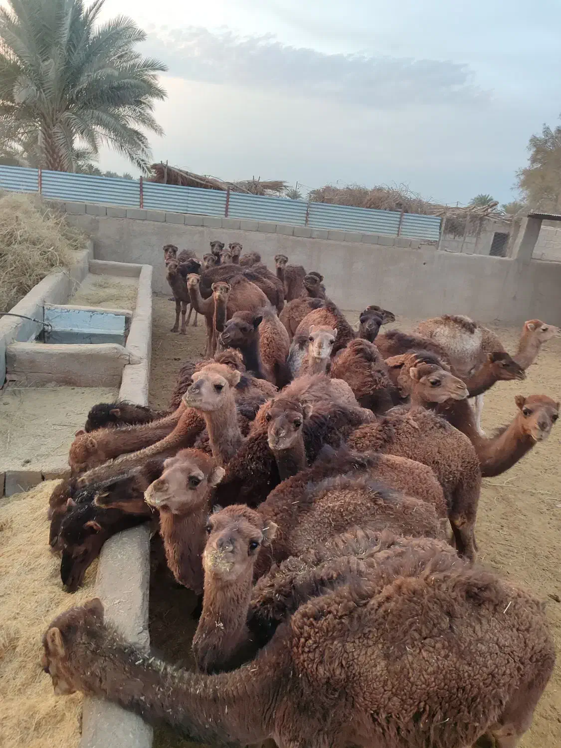 20 حاشی فروشی|حیوانات مزرعه|طبس, |دیوار