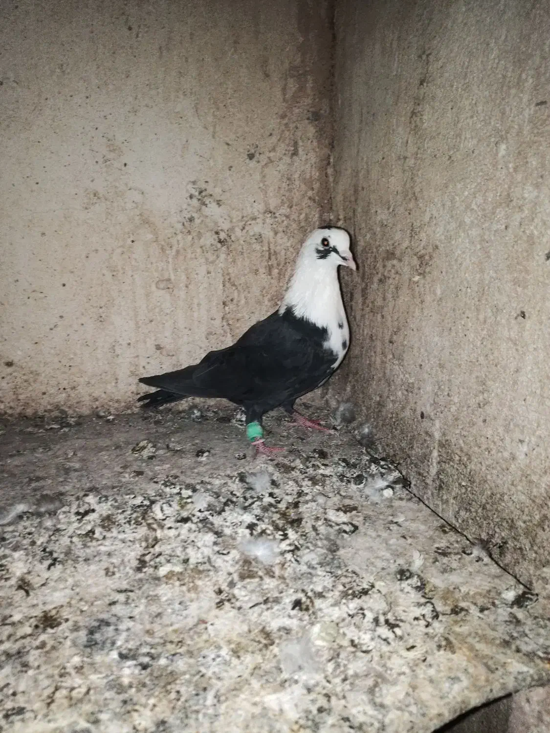 کله سفید نر پرشی|پرنده|سبزوار, جهاد کشاورزی|دیوار