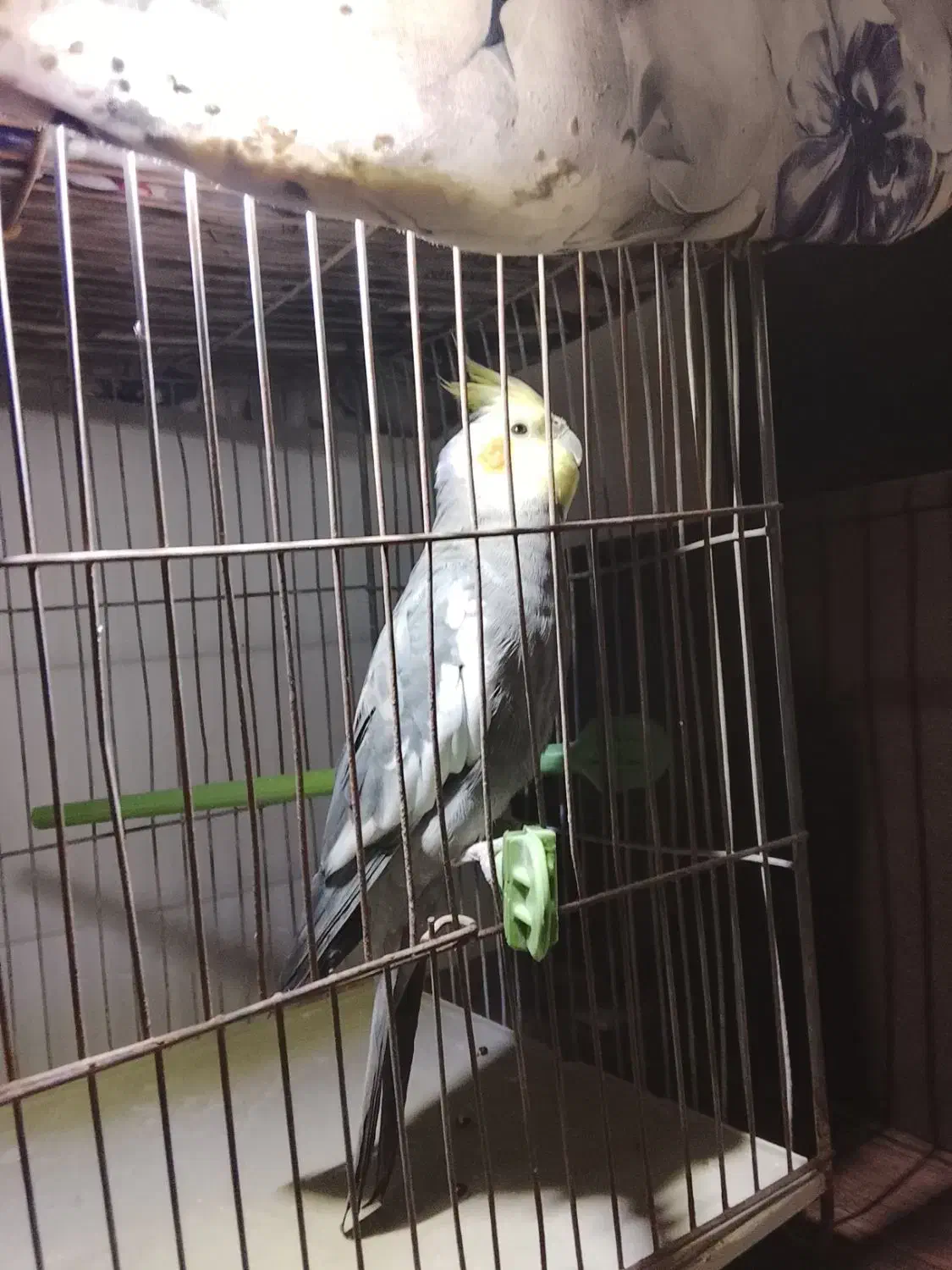 عروس هلندی|پرنده|اقبالیه, |دیوار