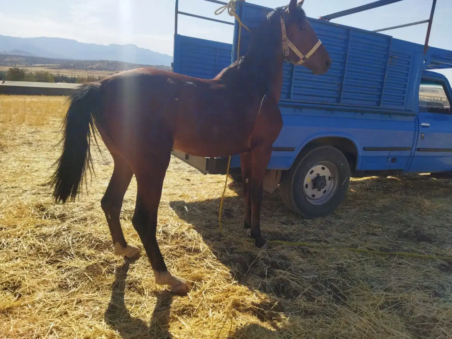 خرید و فروش اسب پالانی باری|اسب و تجهیزات اسبسواری|خرمآباد, |دیوار