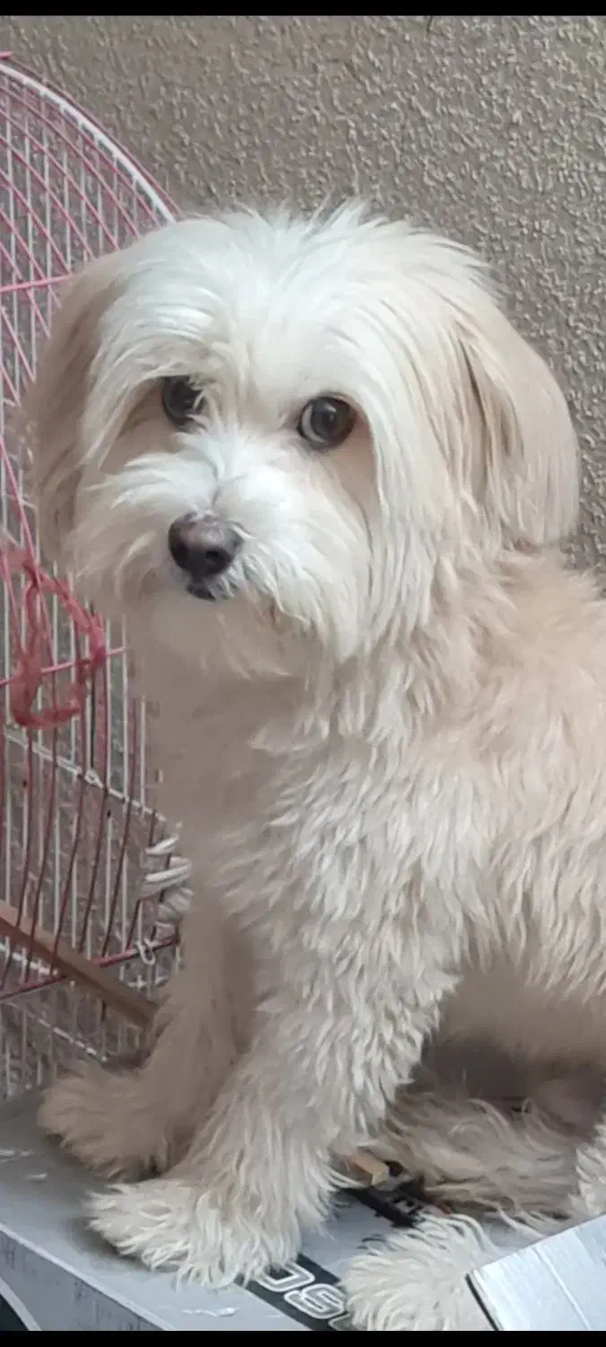 سگ گم شده.. شیتزو|سگ|کرمانشاه, |دیوار