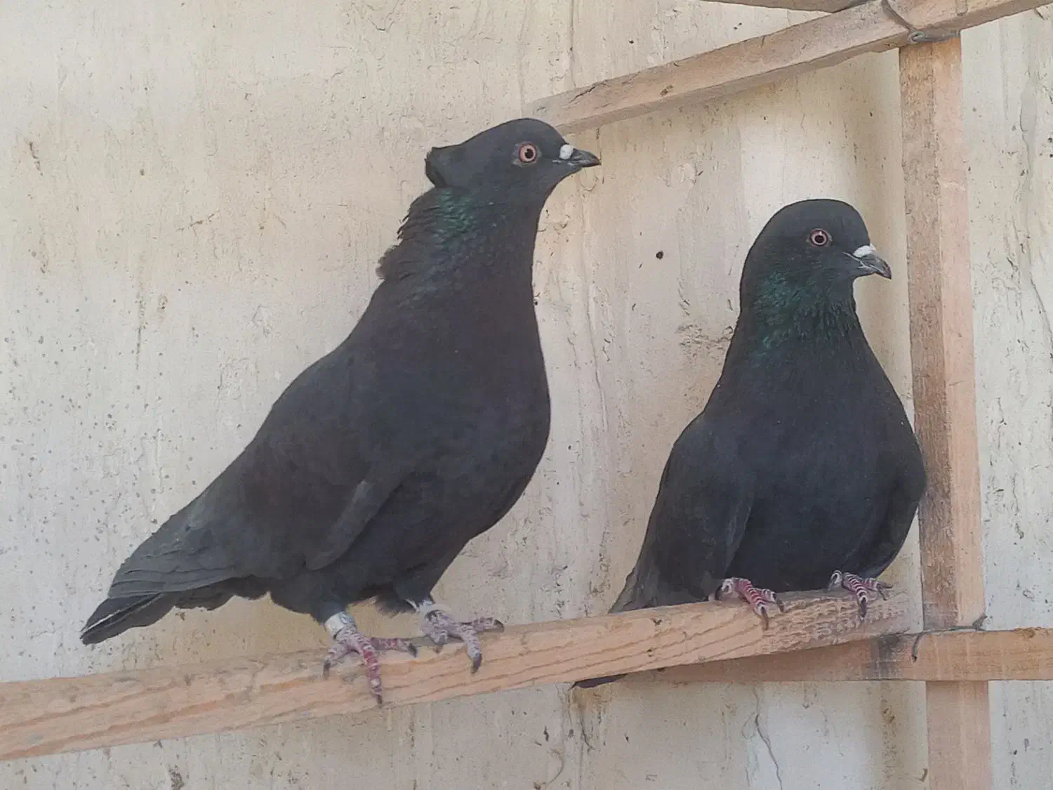 کبوتر پرشی|پرنده|آران و بیدگل, |دیوار