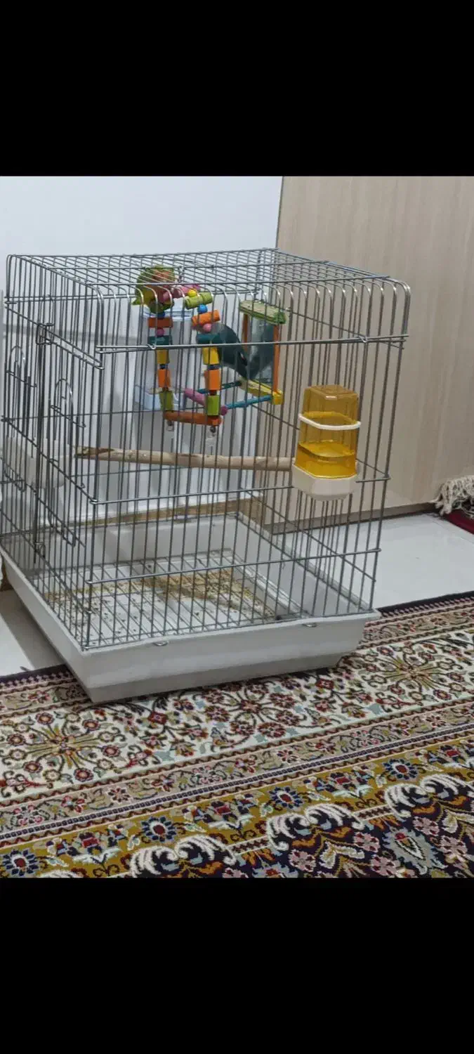 قفس عروس هلندی|لوازم جانبی حیوانات|سنقر, |دیوار