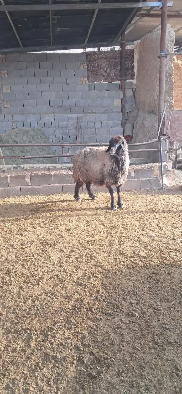 شیشک میش|حیوانات مزرعه|مرودشت, نقش رستم|دیوار