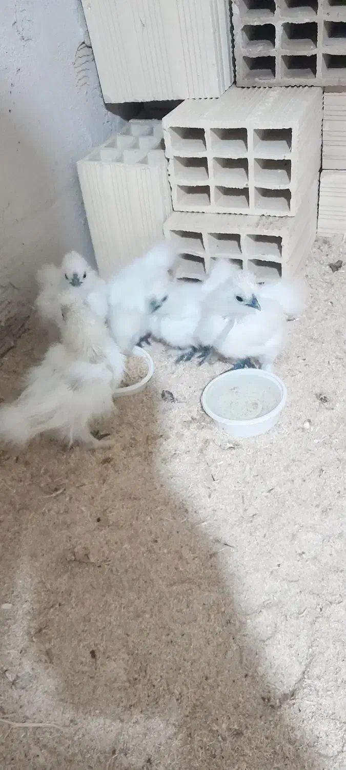 جوجه ابریشمی|حیوانات مزرعه|تبریز, |دیوار