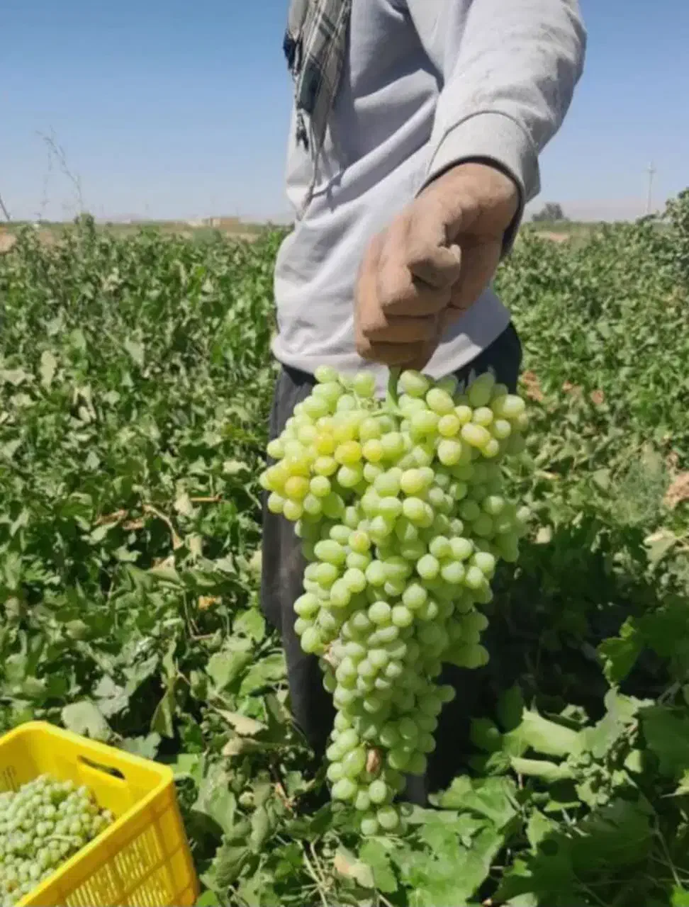باغ با سندِ تک برگ و سهمیه ی آب به صورت قطره ای|فروش دفتر صنعتی، کشاورزی، تجاری|کرج, منطقه ویژه اقتصادی پیام|دیوار