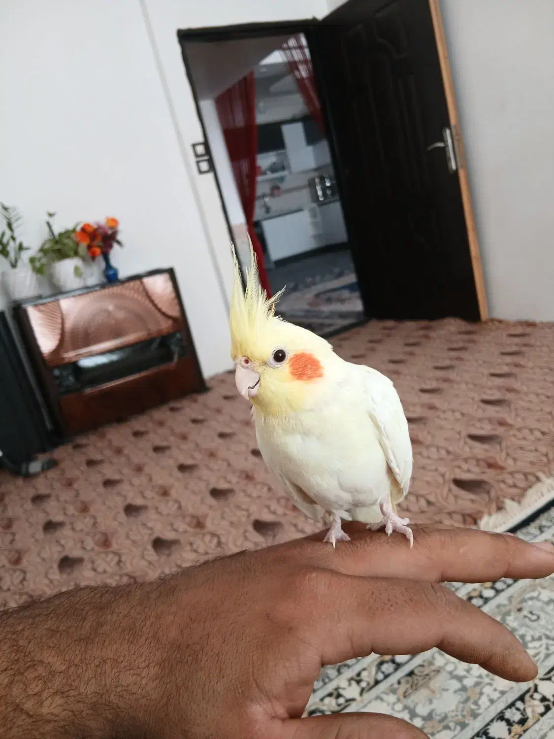 عروس هلندی دستی|پرنده|تربت جام, شاهد|دیوار