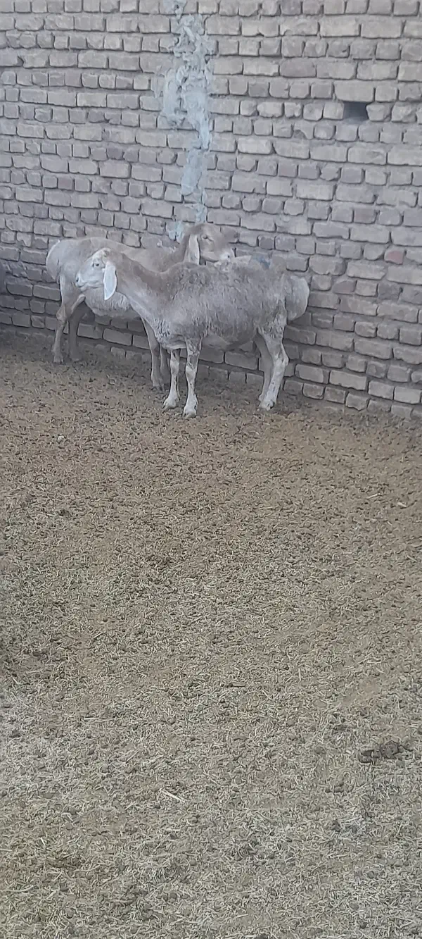 میشچینی|حیوانات مزرعه|اردستان, |دیوار