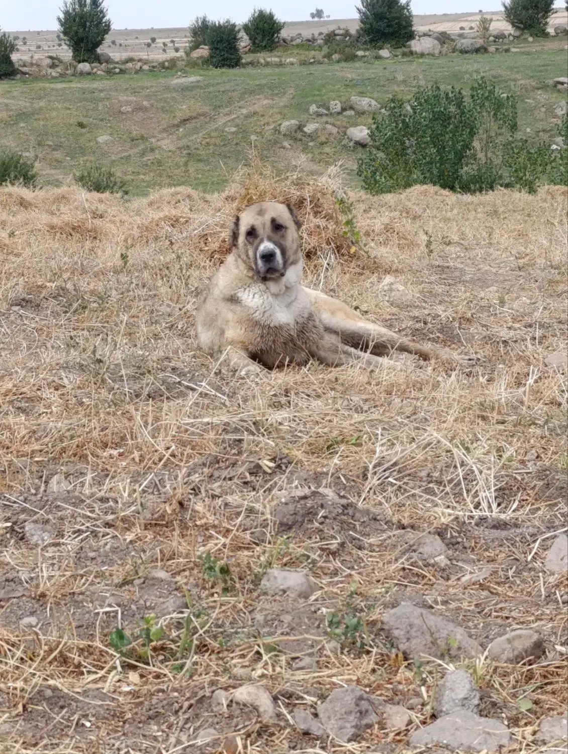 ماده خراسانی|سگ|سبلان, |دیوار
