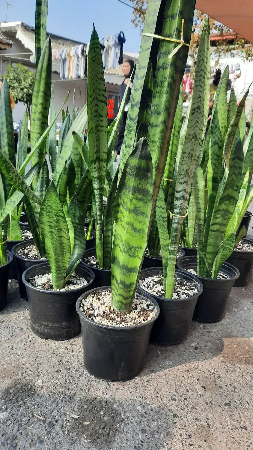 فروش گل طبیعی|گل و گیاه طبیعی|رشت, چله خانه|دیوار