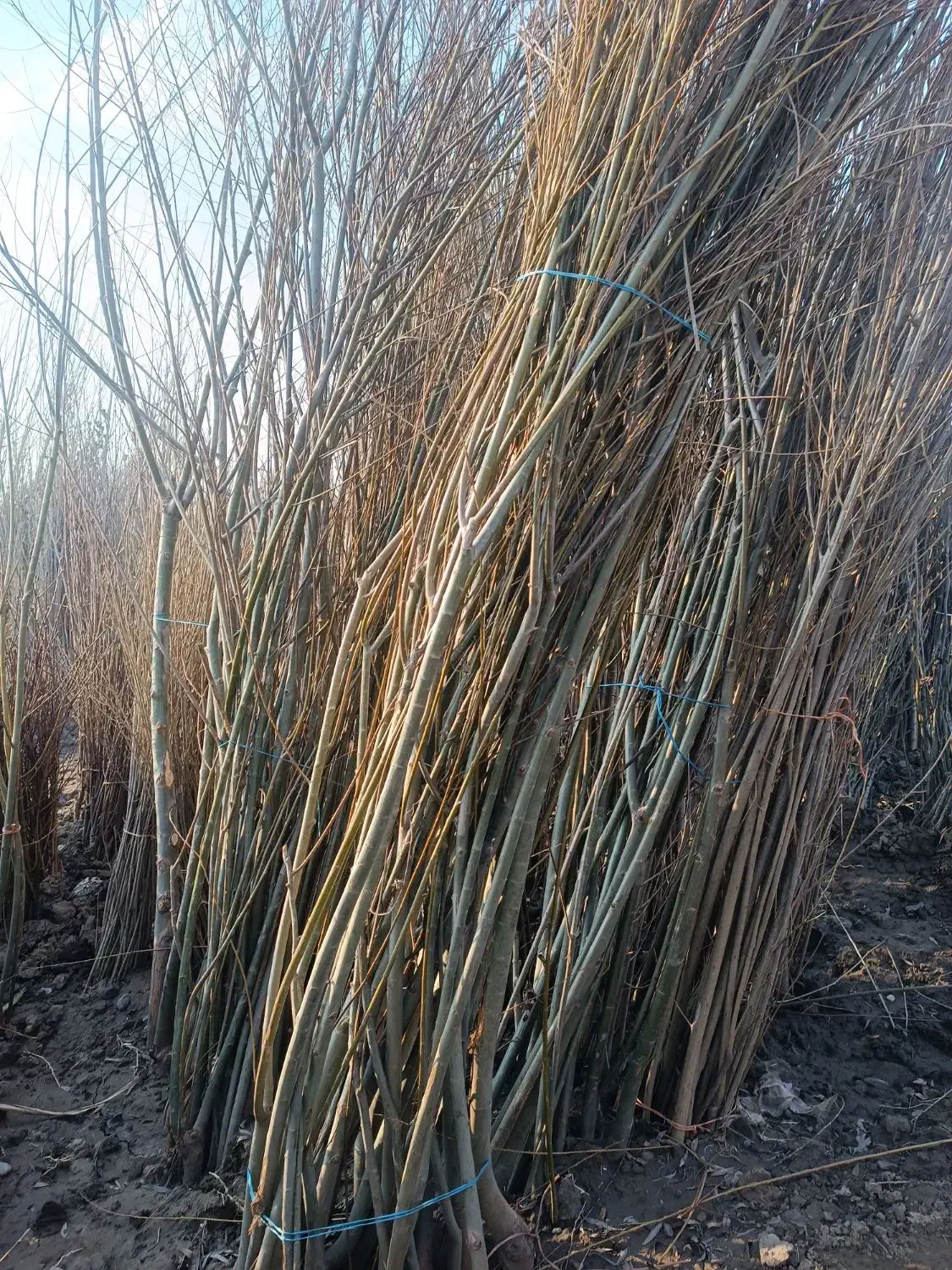 انواع نهال شلیل هلو|گل و گیاه طبیعی|فاضل آباد, |دیوار