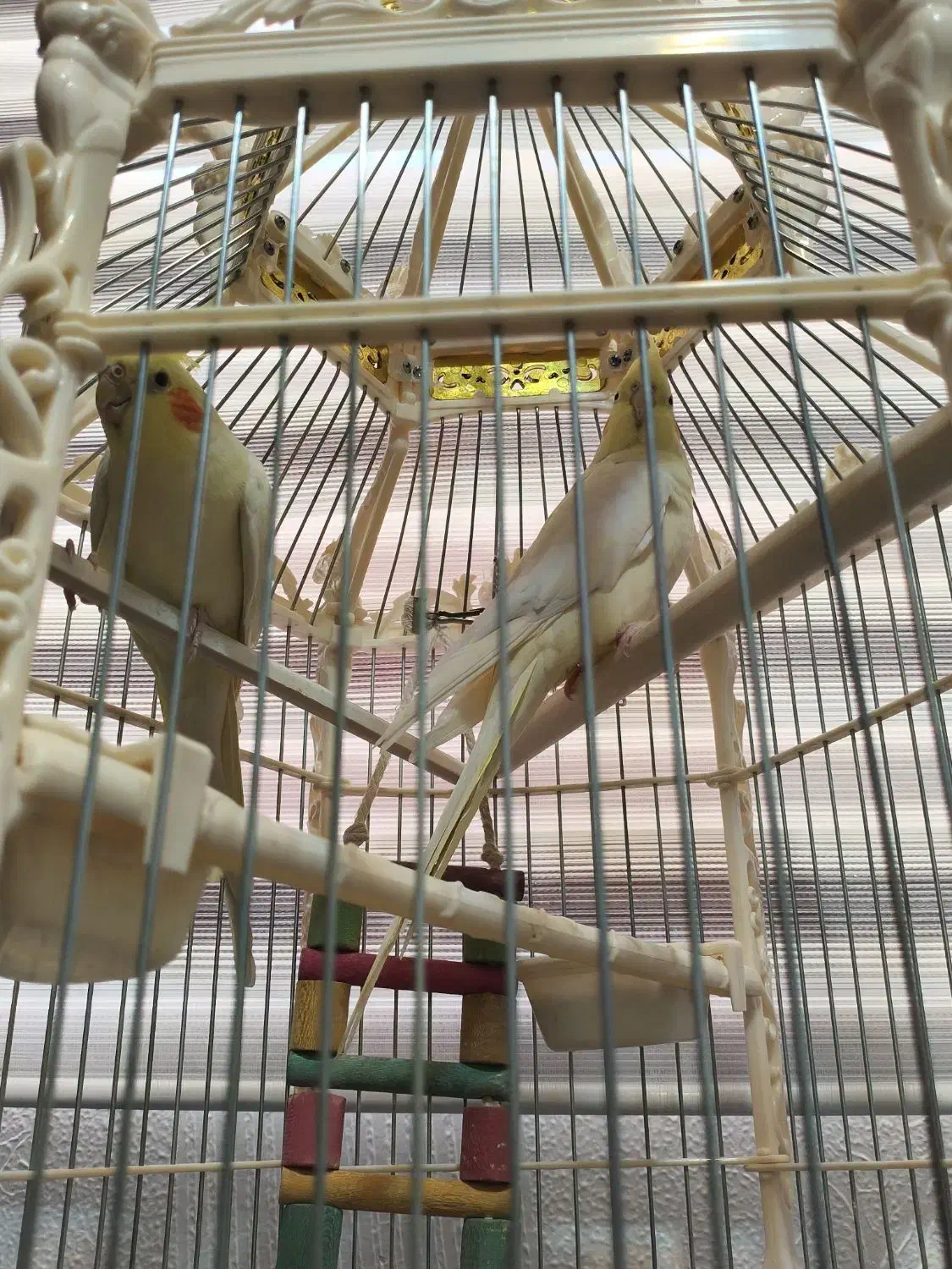 فروش پرنده|پرنده|شهرکرد, |دیوار