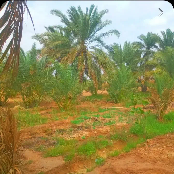 نخل مجانی|گل و گیاه طبیعی|شادگان, |دیوار