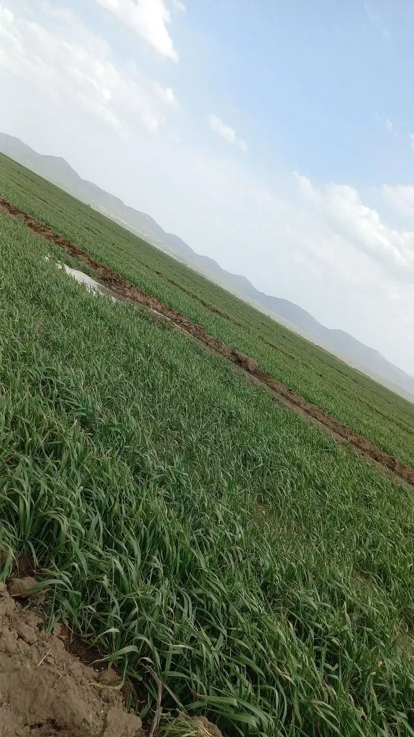 گندم بذری کاسگوژن و جی ۵|خدمات باغبانی و درختکاری|ویلکیج, |دیوار