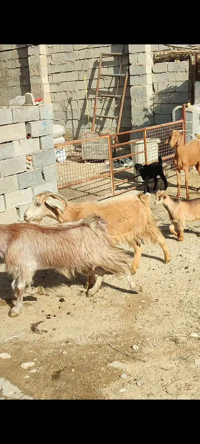 بز نژدی|حیوانات مزرعه|بهبهان, |دیوار