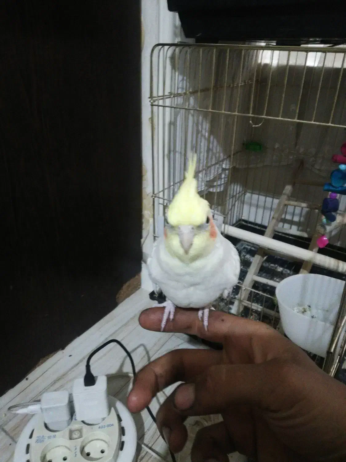 عروس هلندی رام سخنگو|پرنده|تهران, منیریه|دیوار