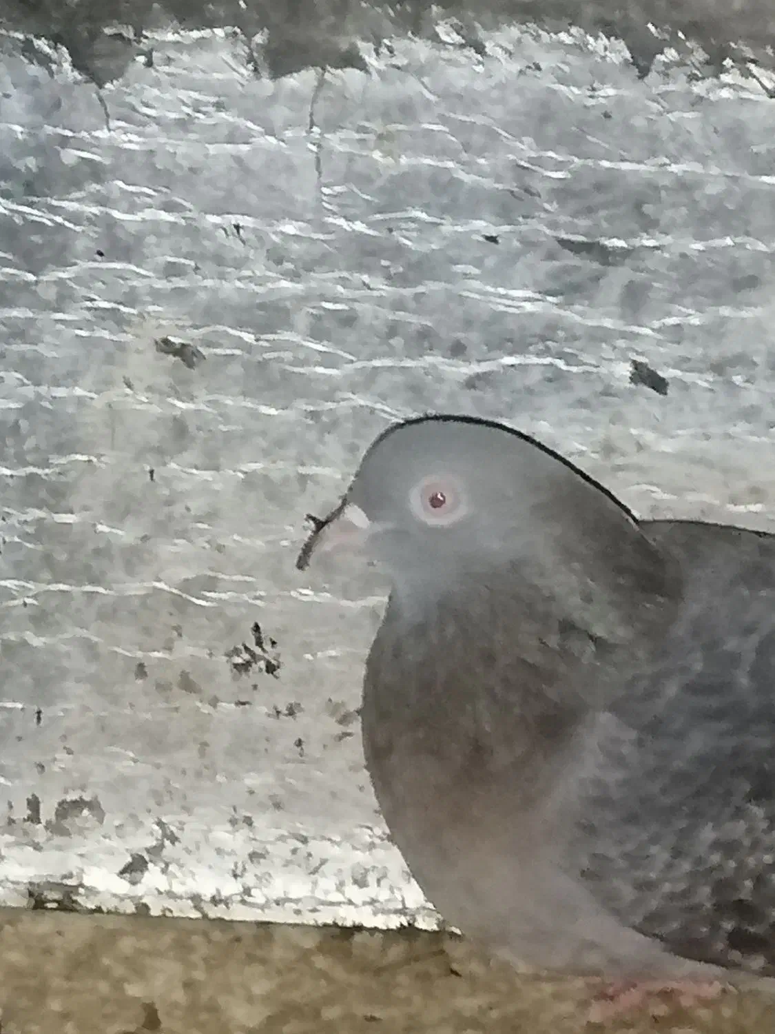 کبوتر|پرنده|بندر کنگان, |دیوار