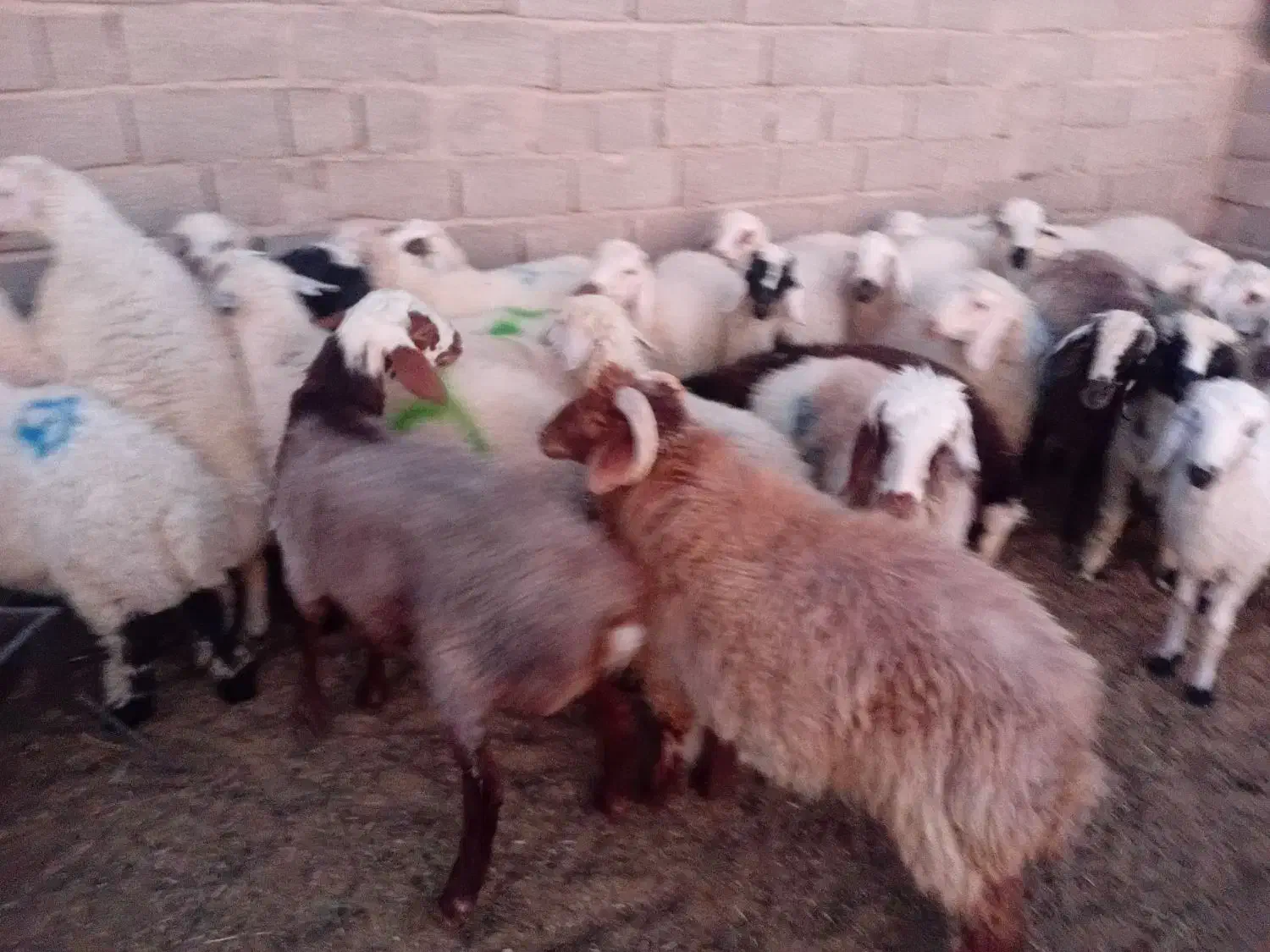 بره محلی|حیوانات مزرعه|سیرجان, |دیوار