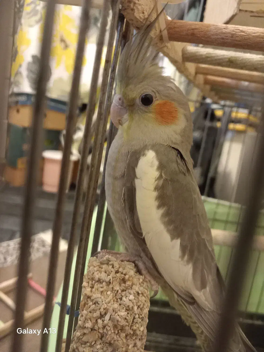 عروس هلندی سینامون نر|پرنده|پاکدشت, شهرک امام رضا|دیوار