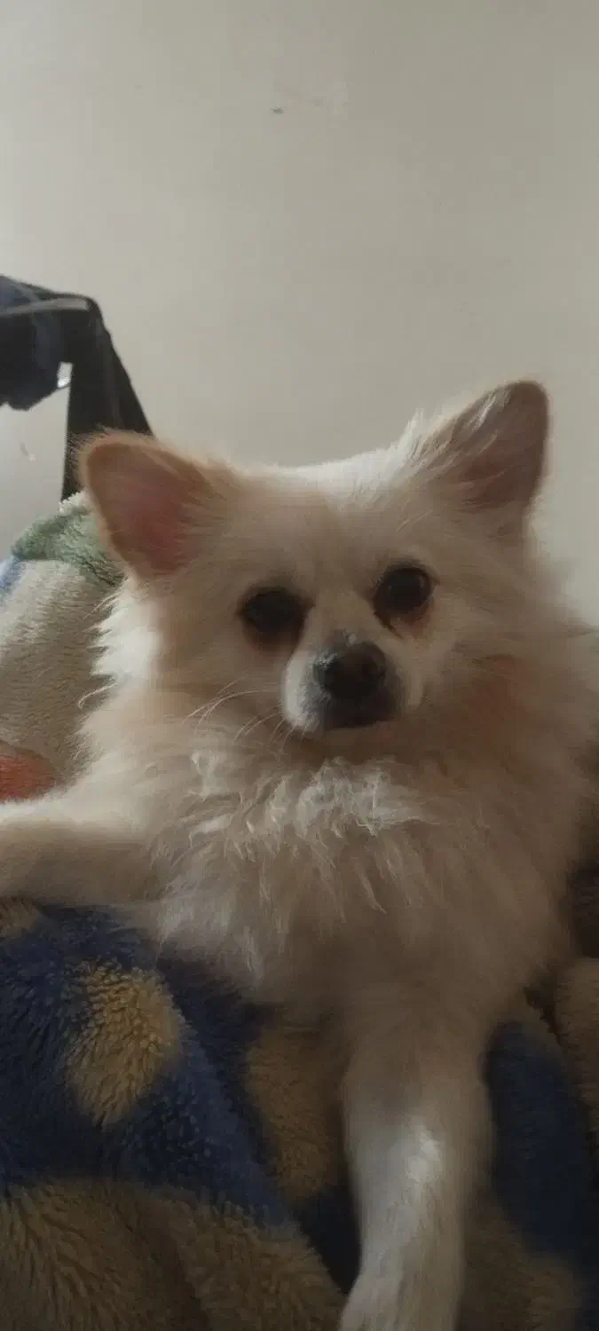 سگ دزدیده شده|حیوانات|اصفهان, مارچین|دیوار