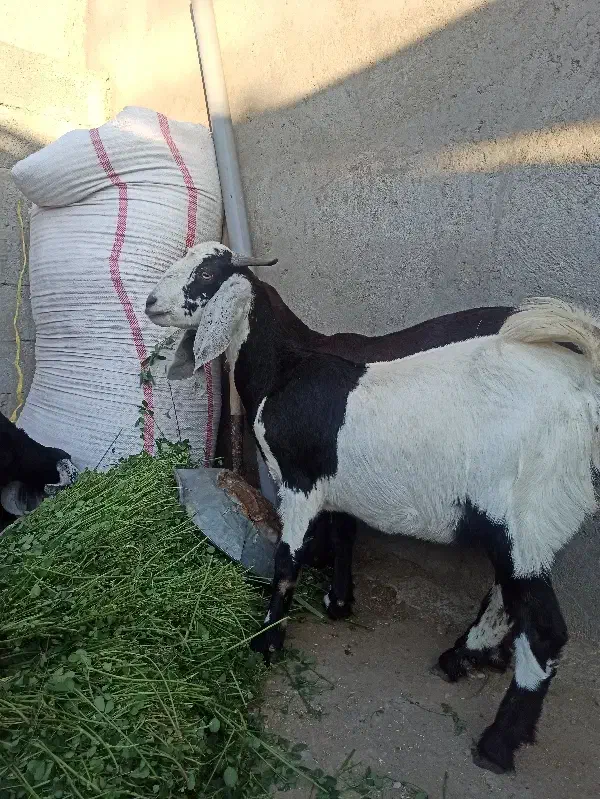 بز،|حیوانات مزرعه|بمپور, |دیوار