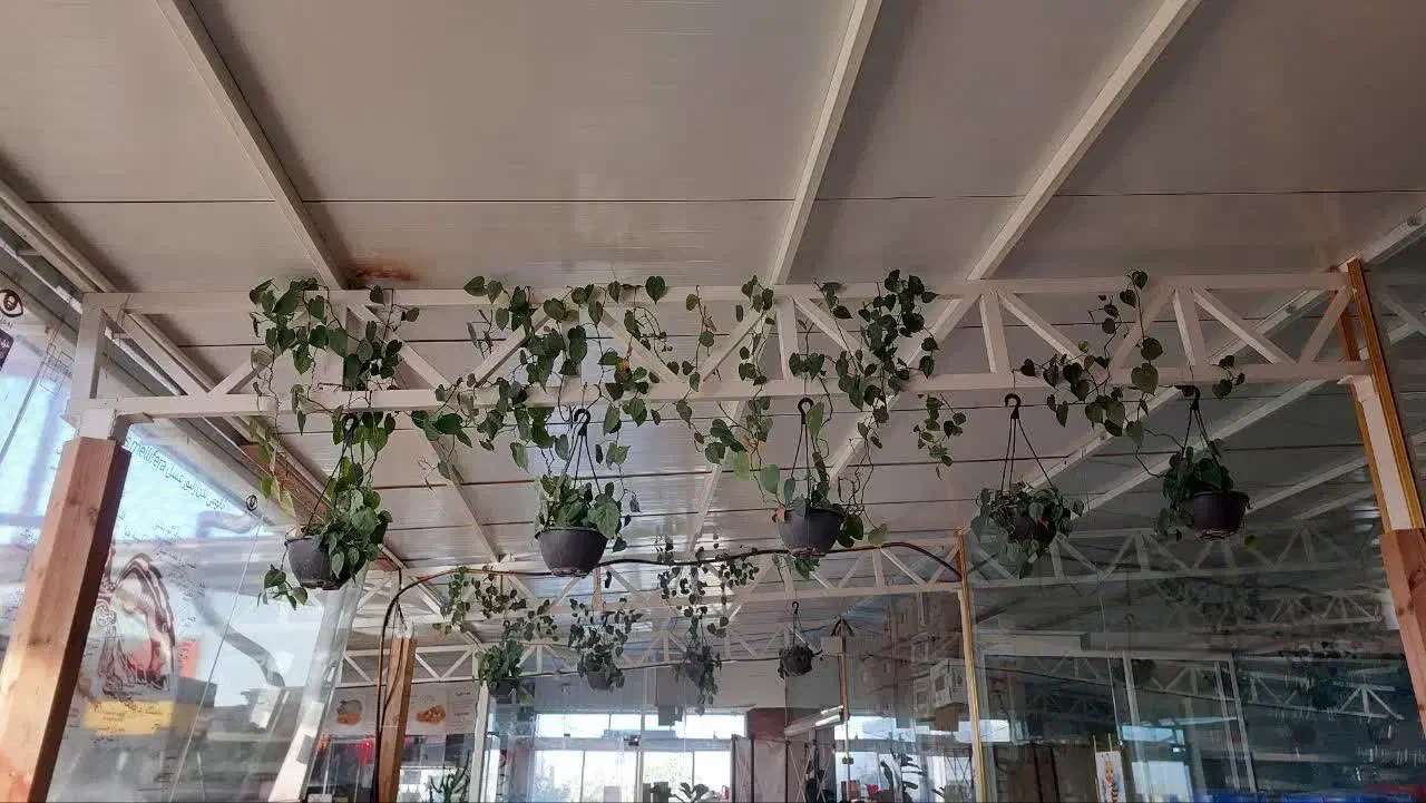 فروش استثنایی پتوس اسکاندیس|گل و گیاه طبیعی|کهک, |دیوار