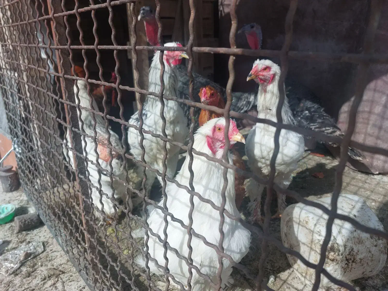 مرغ و خروس برهما و دوتا بوقلمون|حیوانات مزرعه|تهران, شادآباد|دیوار