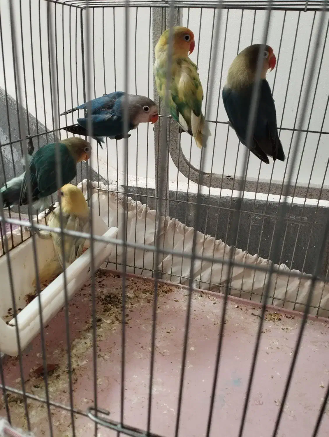 جفت مولد با جوجه|پرنده|قم, تولید دارو و یخچال|دیوار