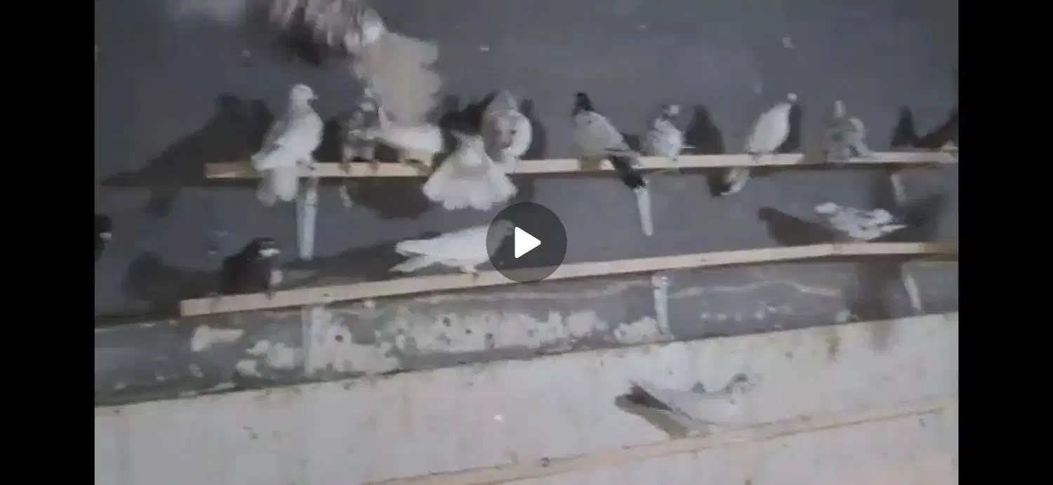 کبوتر حراج|پرنده|کوهدشت, |دیوار