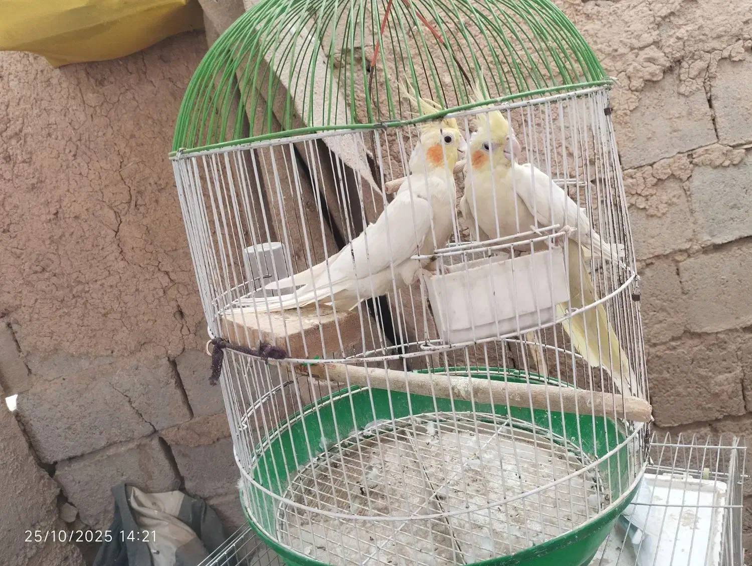 فروش پرندع ب صورت یکجا و جفتی همگی خانگی هستن|پرنده|سقز, |دیوار