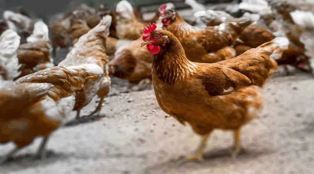 مرغ و خروس گلپایگان|حیوانات مزرعه|سارال, |دیوار