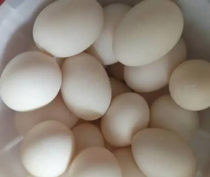 دنیز|حیوانات مزرعه|اردل, |دیوار