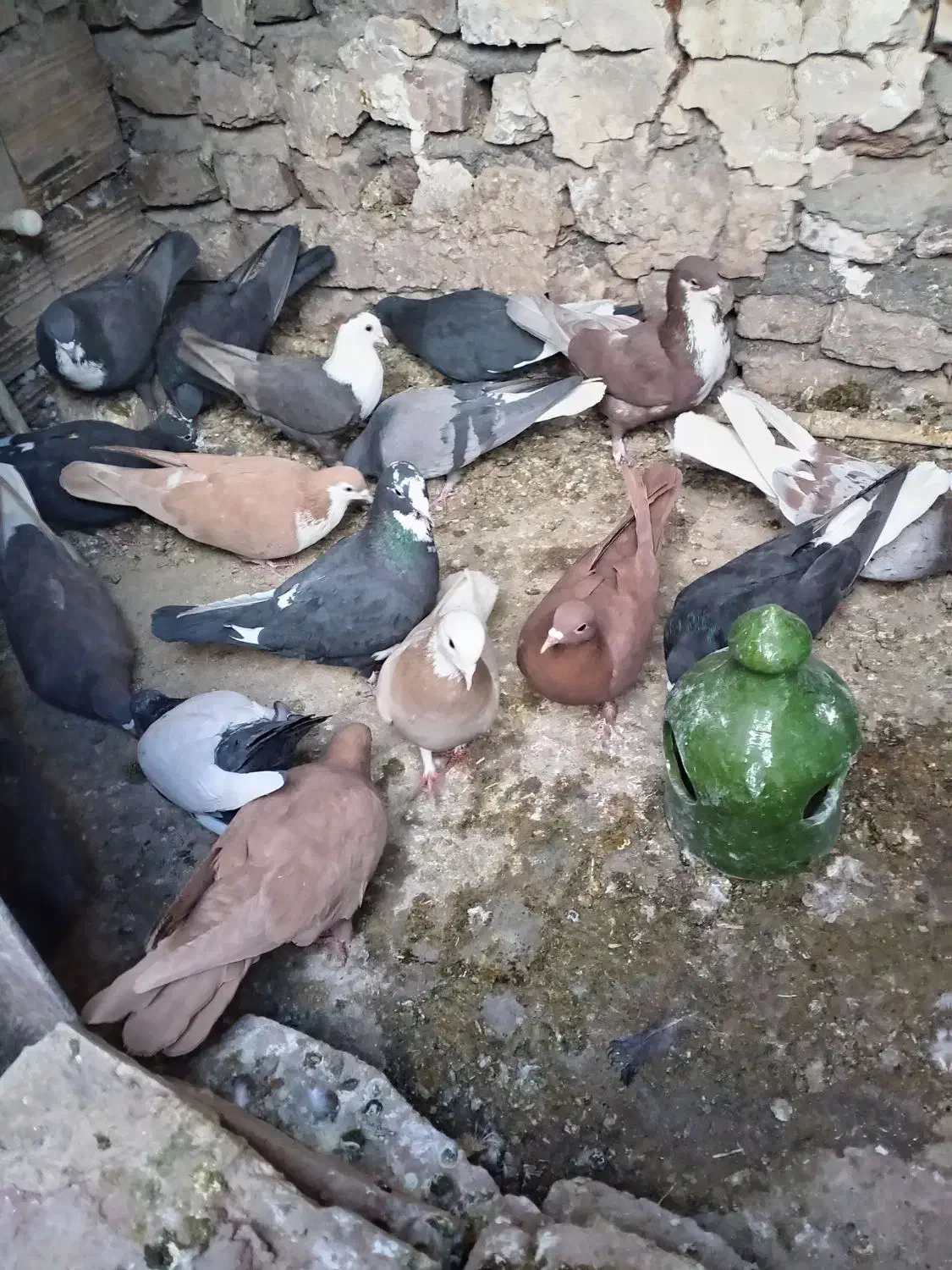 کفتر ملقی|پرنده|کرمان, |دیوار