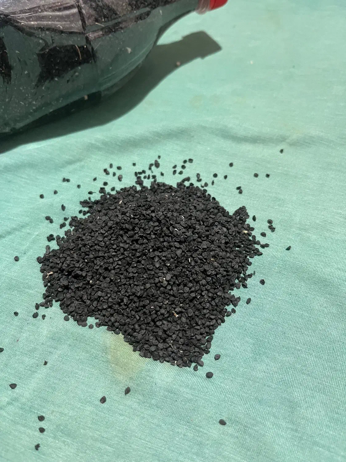 بذر پیاز نومل|گل و گیاه طبیعی|گرگان, |دیوار