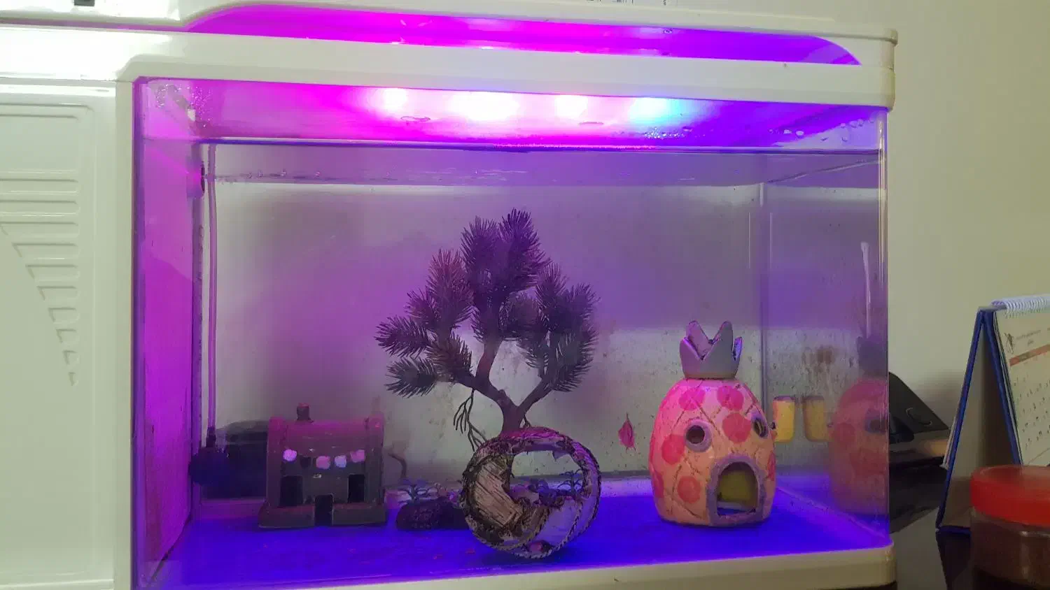 اکواریوم ماهی|ماهی|تهران, امیریه|دیوار