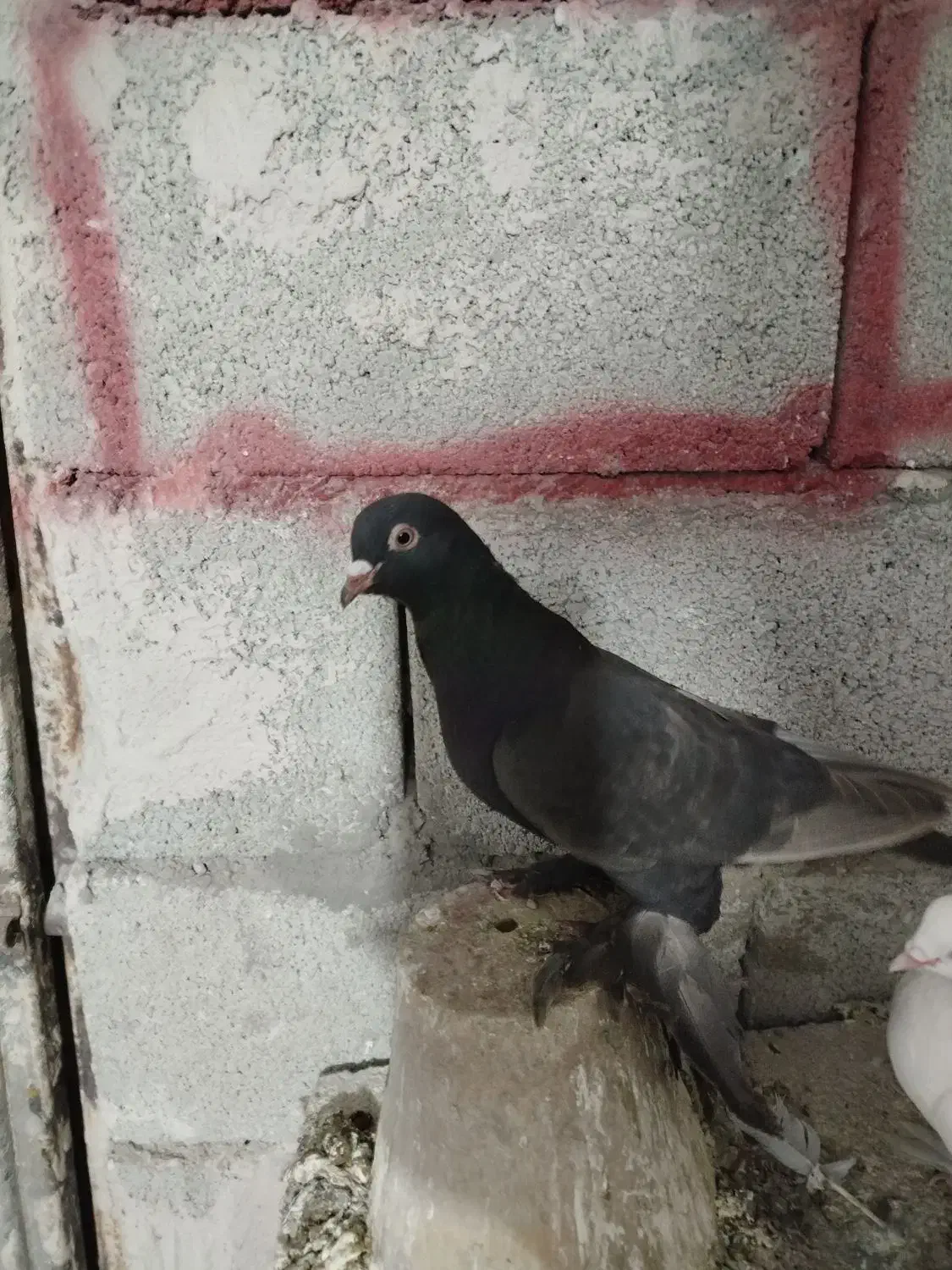 تعداد کبوتر فیلی|پرنده|بستان آباد, |دیوار